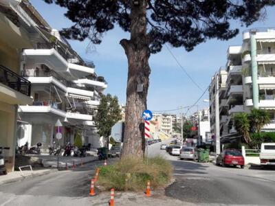 Πάτρα: Ασφαλτόστρωση γύρω από το πεύκο τ...