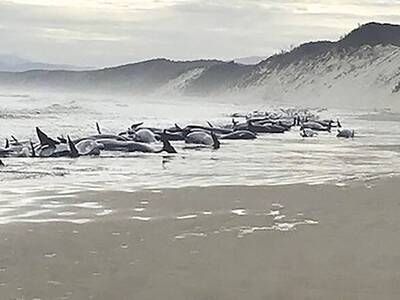 Τασμανία: Εκατοντάδες φάλαινες εξόκειλαν...