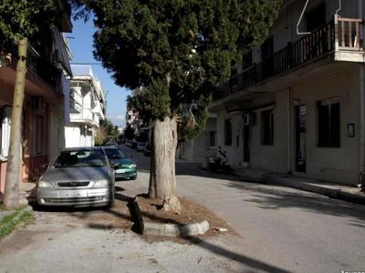 Πάτρα: Τα δένδρα που έχουν... "φυτρ...