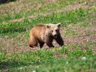 Kαστοριά: Νεκρό αρκουδάκι από πυροβόλο όπλο