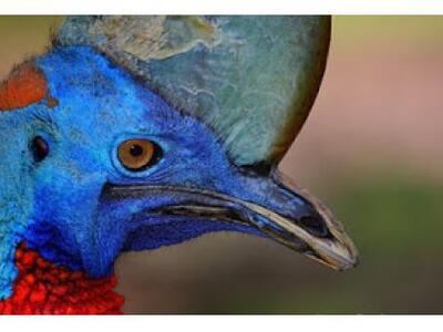 Το πιο επικίνδυνο και θανατηφόρο πτηνό σ...