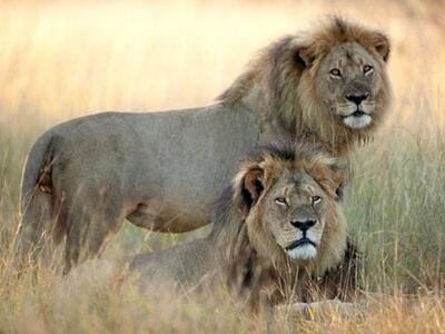 Η φωτογραφία τραβήχτηκε από τον Brent St...