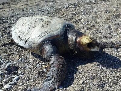 Βρήκαν χελώνα Καρέτα-Καρέτα δεμένη με σχ...