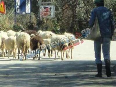 Ι.Χ. έπεσε πάνω σε πρόβατα στην εθνική ο...