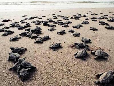 Νεογέννητες χελώνες προσπαθούν να φτάσου...