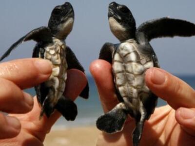 Ηλεία: Χελώνα καρέτα-καρέτα γέννησε τ' α...