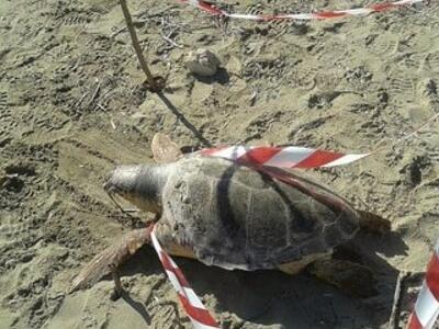 Νεκρή χελώνα καρέτα καρέτα στην Ηγουμενίτσα