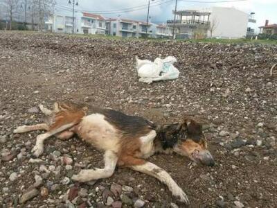 Φρίκη στη Ναύπακτο - Έπνιξαν, έκλεισαν σ...