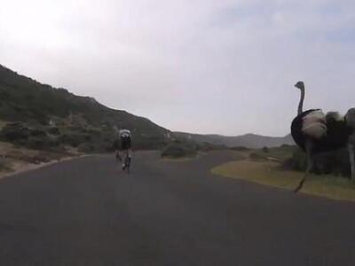 Έγινε viral: Στρουθοκάμηλος πήρε στο κυν...