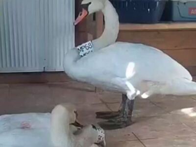 Κύκνος περιμένει το ταίρι του που πέθανε...