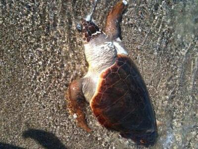 Πρέβεζα: Νεκρή θαλάσσια χελώνα στον Μύτικα