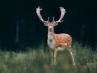 Σουηδία: Η αστυνομία κλήθηκε να αντιμετω...