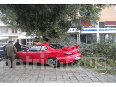 Αμαλιάδα: Δέντρα καταπλάκωσαν αυτοκίνητα...