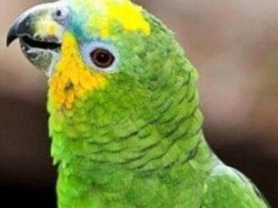 Παπαγάλος "Πουαρό" βρήκε το δο...