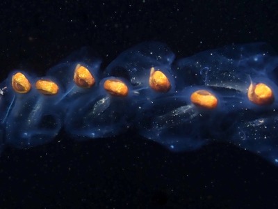 Σάλπες (πλαγκτονικοί οργανισμοί) στο βυθ...