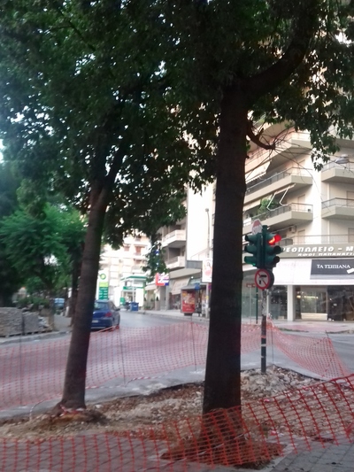 Τα 2 δεντράκια στην διασταύρωση Καρόλου και Κορίνθου πριν το κόψιμο.