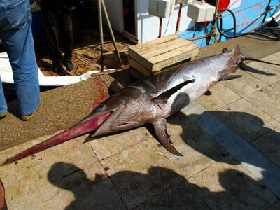 Οικολόγοι Πράσινοι: η ανεξέλεγκτη αλίευσ...
