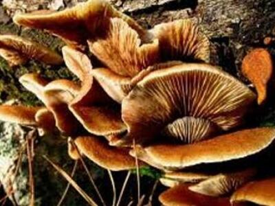 Οι ευεργετικές ιδιότητες των μανιταριών