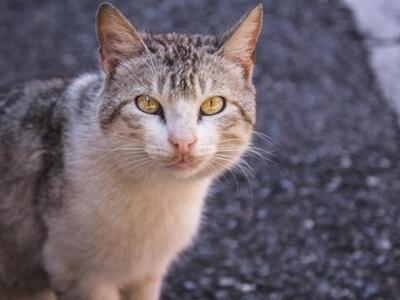Γάτα έσωσε τη ζωή εγκαταλελειμμένου βρέφους 