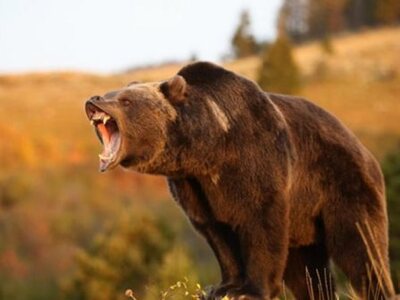 Αρκούδα επιτέθηκε σε βοσκό