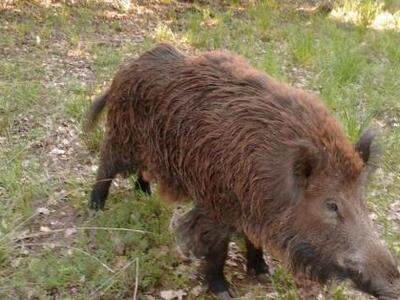 Κώστας Μαρκόπουλος: «Είναι αδιανόητο το ...
