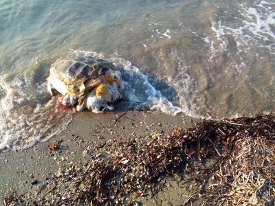 Πάτρα: Βρέθηκε νεκρή χελώνα στην παραλία...