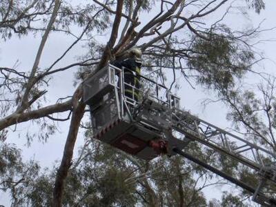 Πάτρα: Δέντρο ξεριζώθηκε από τον αέρα κι...