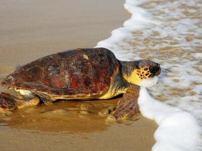 Ηλεία: Έκανε και φέτος τη φωλιά της η Κα...