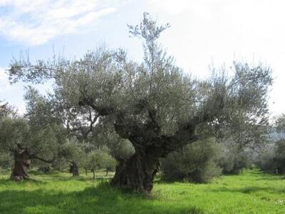 Τόνοι από ελιές άλλαξαν... χέρια στην Ηλεία