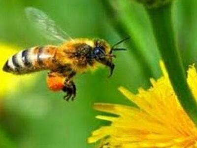 Δείτε τη μέλισσα που ξέρει να..."κο...
