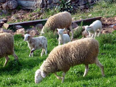 Αγρίνιο:Του έκλεψαν 127 αρνιά και κατσίκια