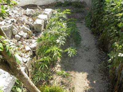 Κρατούμενος είχε δενδρύλλια χασίς