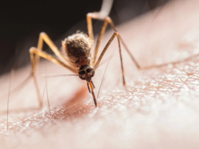 Ιος Δυτικού Νείλου: Μακεδονία-Θεσσαλία σ...