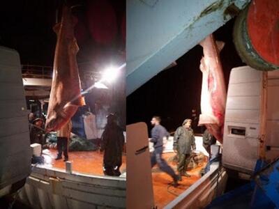 Η αλεπού της θάλασσας στην Πάτρα - Μια σ...