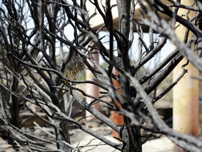 Εκεί από όπου πέρασε η φωτιά....