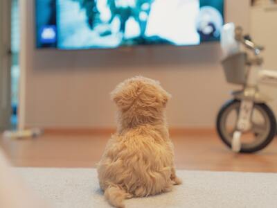 Οι σκύλοι βλέπουν τηλεόραση; (ναι!)