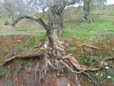 Φυλάει σκοπιές για να μην του κόψουν τις ελιές!
