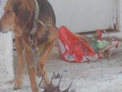 Αχαϊα: Φρίκη στο Λάππα - Ιδιοκτήτες σκύλ...