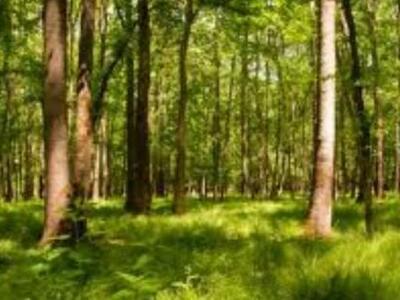 Αχαϊα: Ξεκινά η αντιπυρική περίοδος - Οι...