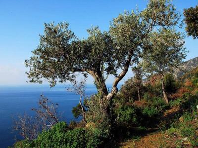 Αιγιάλεια: Μπήκαν στο κτήμα του και του ...