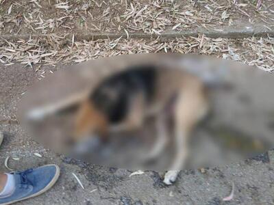 Πάτρα: Δηλητηριασμένα ζώα  στο Δασύλλιο -  ΦΩΤΟ