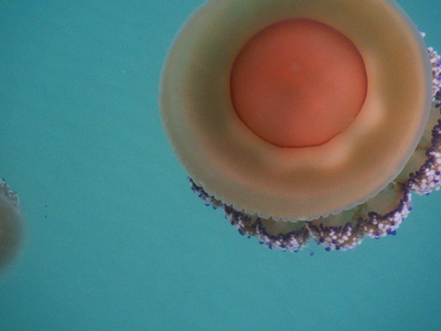 Μέδουσες σε έξαρση και φέτος στα ελληνικ...