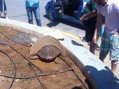 Ιόνιο: Καρέτα-Καρέτα επέστρεψε στο φυσικ...