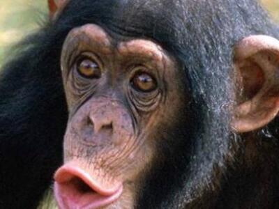 Αποκωδικοποιήθηκαν οι χειρονομίες των χιμπατζήδων