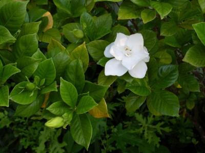 Στρωματσάδα