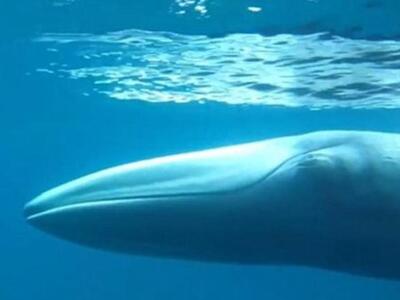 ΔΕΙΤΕ το πρώτο ΒΙΝΤΕΟ της πιο σπάνιας φά...