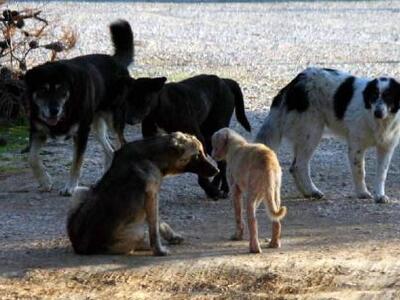 Δήμαρχος Καλαμάτας: "Μην ταΐζετε τα...