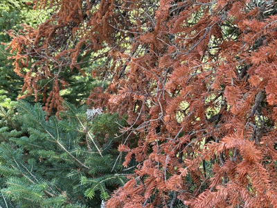 Ορεινή Αχαΐα: Το σύνδρομο της νεκρής ελάτης
