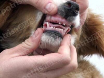 Δυτική Ελλάδα:Φρικτός βασανισμός σκύλου ...