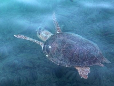 Πάνω από 1.000 φωλιές της χελώνας καρέτα...